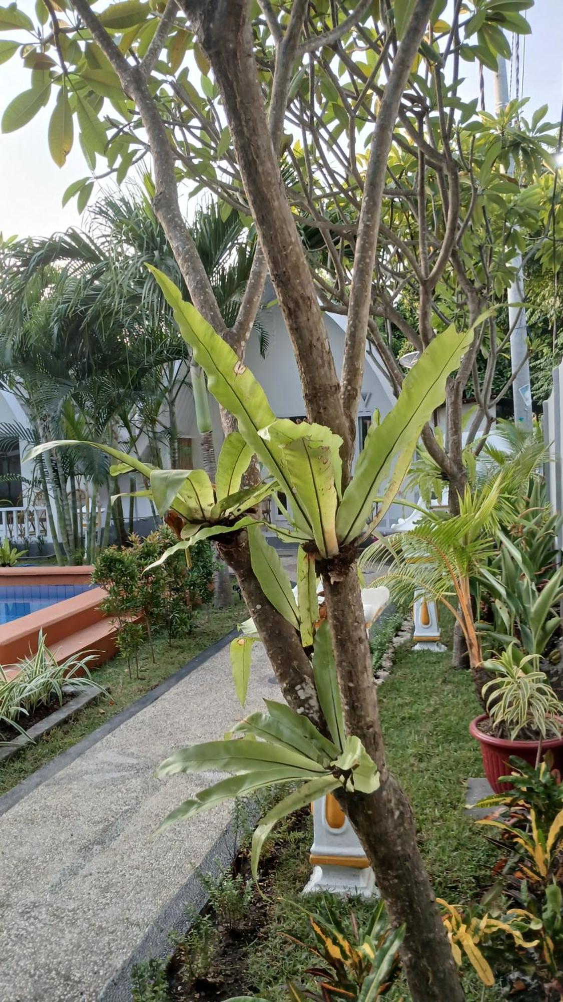New Balengku Dua Hotel - Adults Only Gili Air Luaran gambar